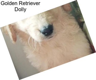 Golden Retriever Dolly