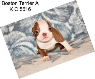 Boston Terrier A K C 5616