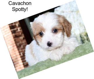 Cavachon Spotty!