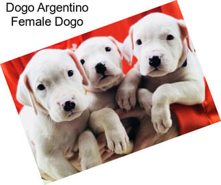 Dogo Argentino Female Dogo