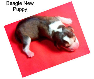 Beagle New Puppy
