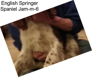 English Springer Spaniel Jam-m-6