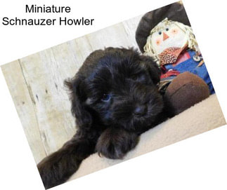 Miniature Schnauzer Howler