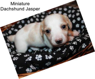 Miniature Dachshund Jasper