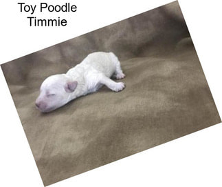 Toy Poodle Timmie