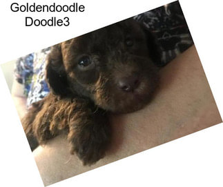 Goldendoodle Doodle3
