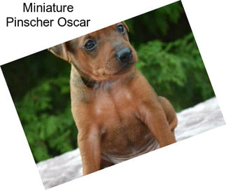 Miniature Pinscher Oscar