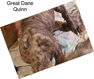 Great Dane Quinn