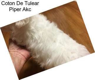 Coton De Tulear Piper Akc