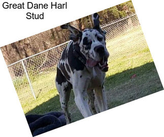 Great Dane Harl Stud