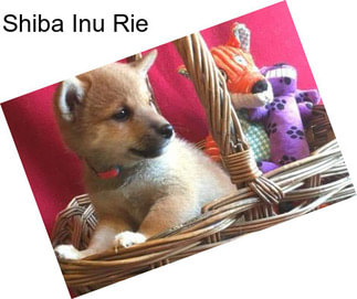 Shiba Inu Rie