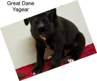 Great Dane Yagear