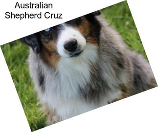 Australian Shepherd Cruz