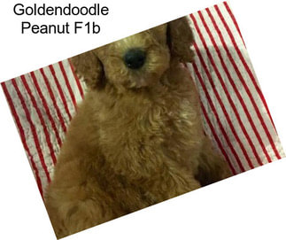 Goldendoodle Peanut F1b