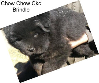 Chow Chow Ckc Brindle