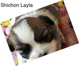 Shichon Layla