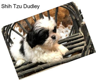 Shih Tzu Dudley