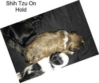 Shih Tzu On Hold