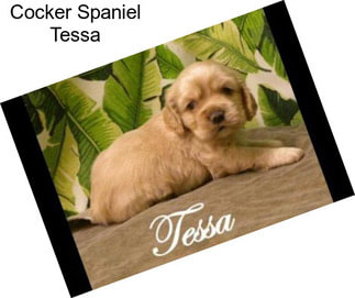 Cocker Spaniel Tessa