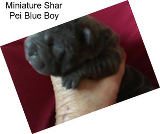 Miniature Shar Pei Blue Boy
