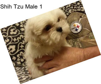 Shih Tzu Male 1