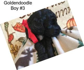 Goldendoodle Boy #3