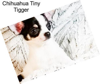 Chihuahua Tiny Tigger