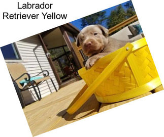 Labrador Retriever Yellow