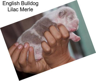 English Bulldog Lilac Merle