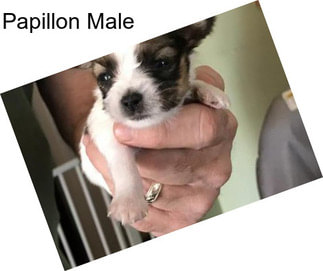 Papillon Male