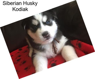 Siberian Husky Kodiak