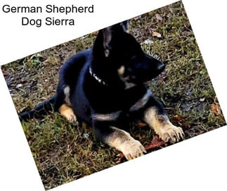 German Shepherd Dog Sierra