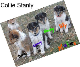 Collie Stanly