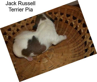 Jack Russell Terrier Pia