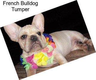 French Bulldog Tumper