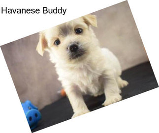 Havanese Buddy