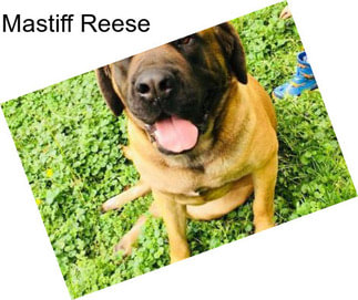 Mastiff Reese