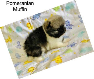 Pomeranian Muffin