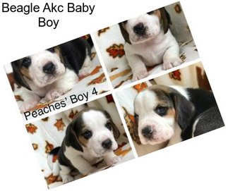 Beagle Akc Baby Boy