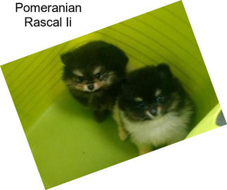 Pomeranian Rascal Ii