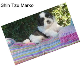 Shih Tzu Marko