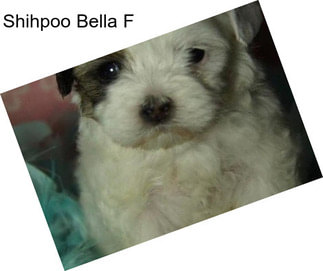 Shihpoo Bella F