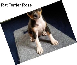 Rat Terrier Rose