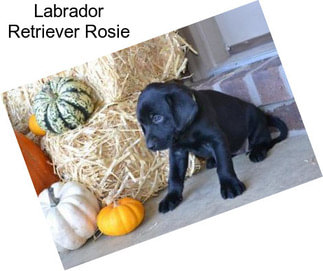 Labrador Retriever Rosie