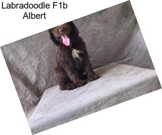 Labradoodle F1b Albert