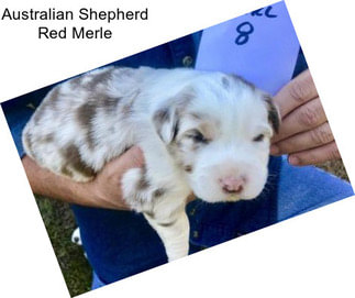 Australian Shepherd Red Merle