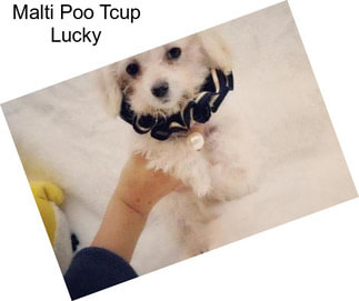 Malti Poo Tcup Lucky