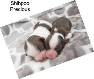 Shihpoo Precious