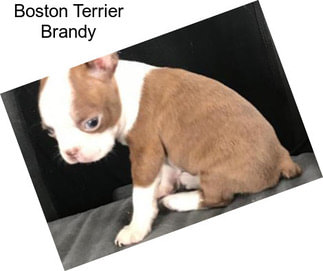 Boston Terrier Brandy