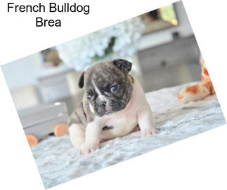 French Bulldog Brea